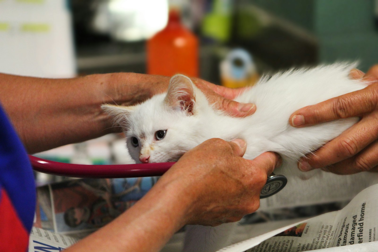Yavru kedi aşı takvimi — her doz öncesinde hayvanın sağlık durumu değerlendirilir.