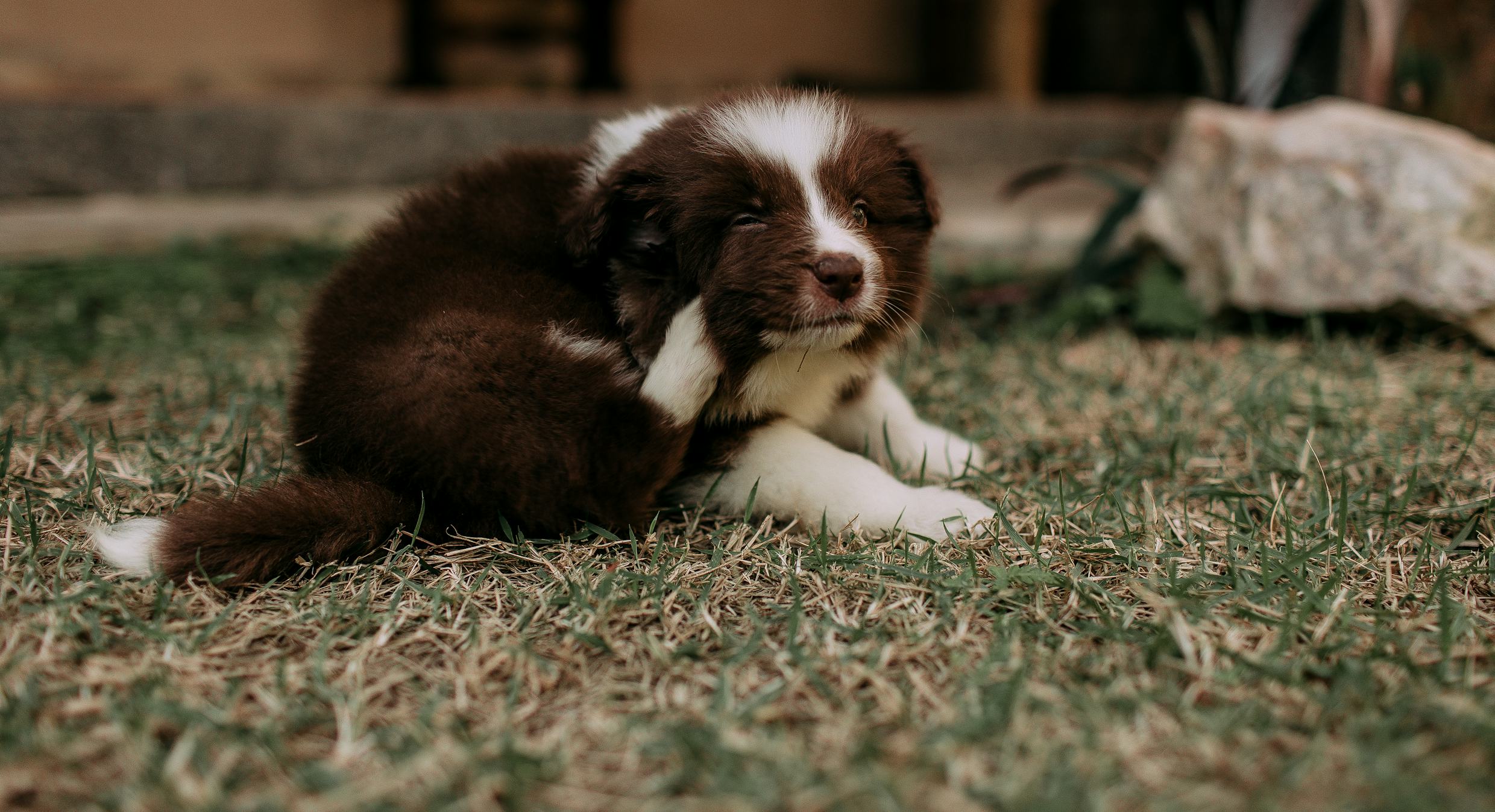 Menemen kedi köpek iç dış parazit — kaşınan yavru köpek