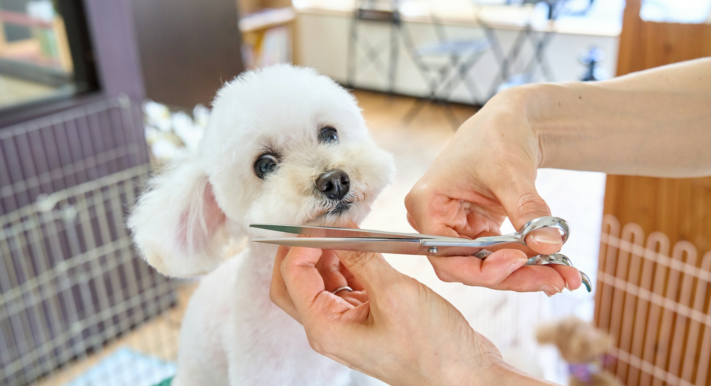 Menemen kedi ve köpek tıraşı — makasla tüy bakımı yapılan beyaz köpek