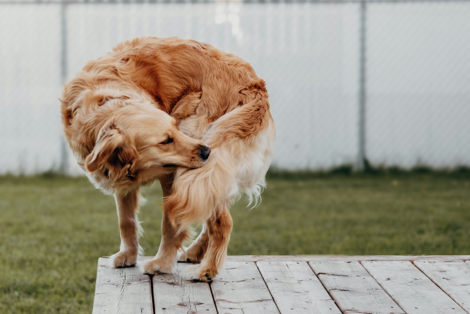 Köpeklerde dış parazit belirtisi — sürekli kaşınma, yalama ve tüy koparma.