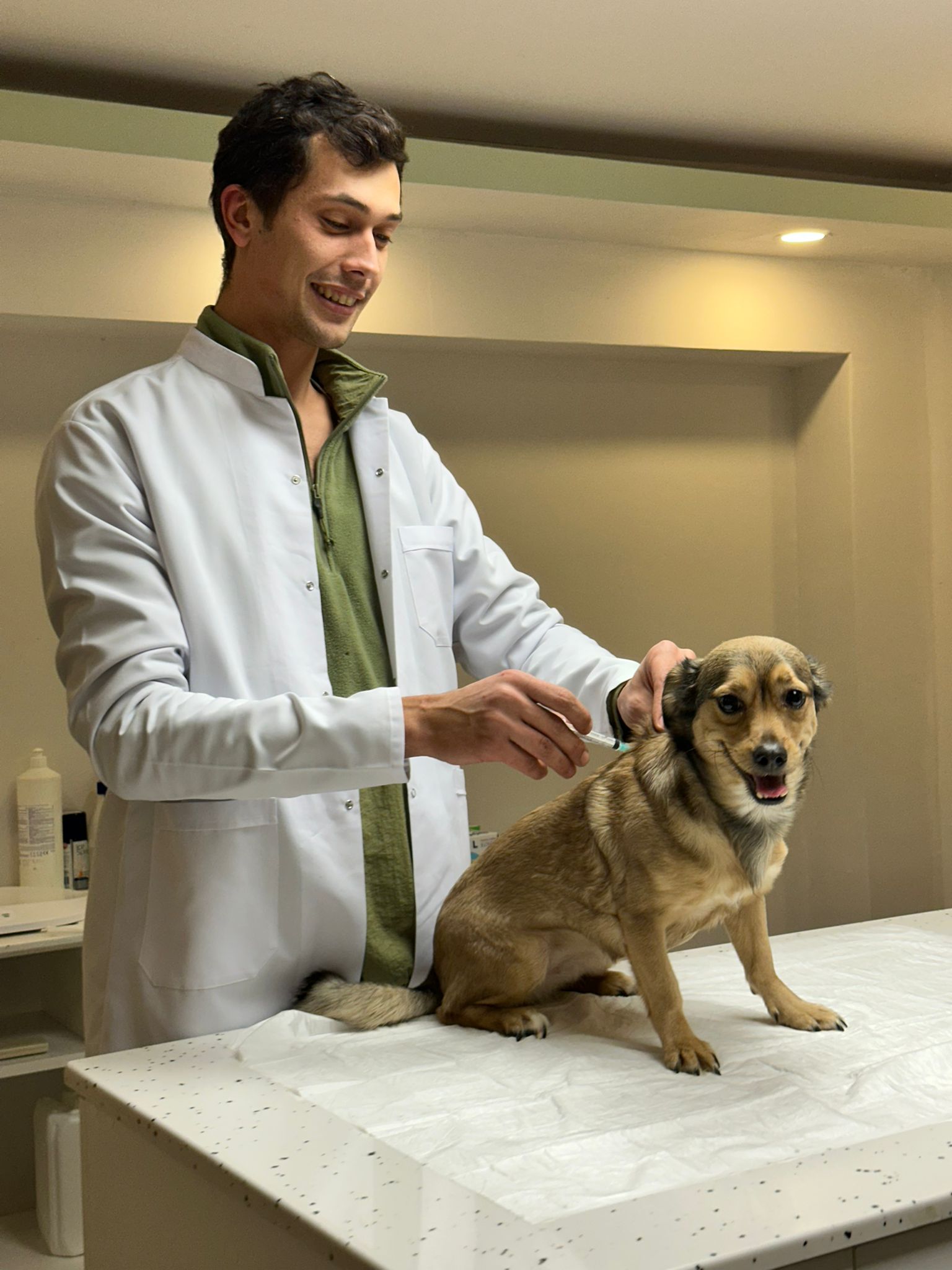Veteriner hekiminin köpeğe aşı uygulaması